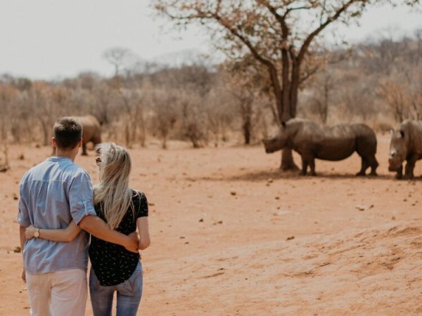 View of couple in embrace from behind looking at rhinos
